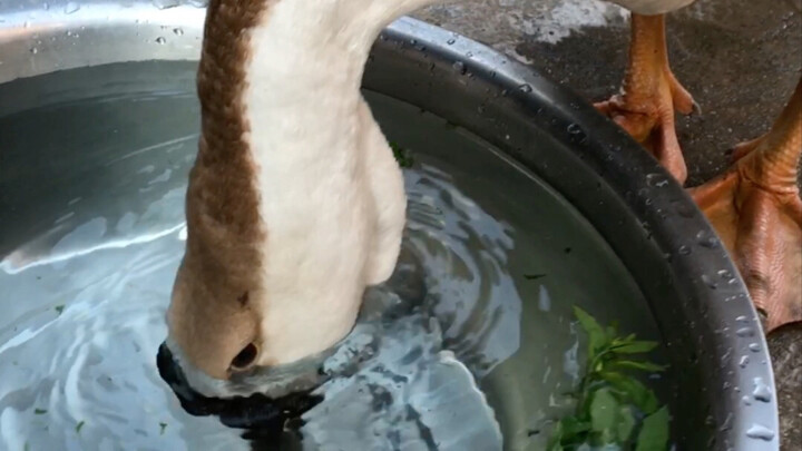 Pretend you’re in a pond.