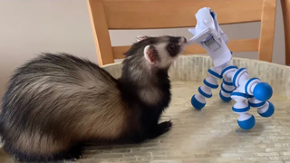 Ferret - Stasher ที่ไม่น่าจะเป็นไปได้ 😳☺️ Sassy