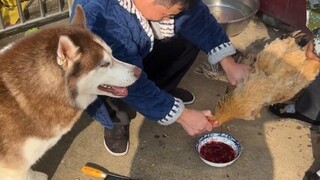 How would a Border Collie, who likes to herd chickens, react when he sees his owner killing chickens