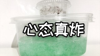 拯救被水宝宝榨干了的甜梦枕和迷你水族馆 这次心态是真炸了！