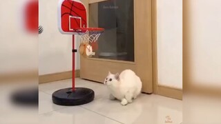 mèo tập chơi bóng rổ