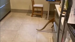 Đây là những gì người Úc lớn tuổi làm mỗi sáng khi họ thức dậy