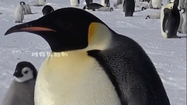 Mengapa penguin tidak takut pada manusia?