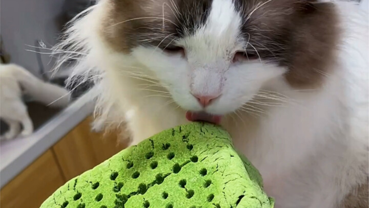 The Ultimate Mealtime Video