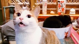 I actually got slapped in the face by a cat (a real-life face-slap video)