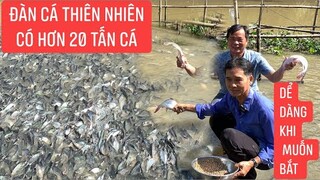 Chuyện lạ miền tây: đàn cá thân thiện với con người muốn bắt để cho bắt !!!