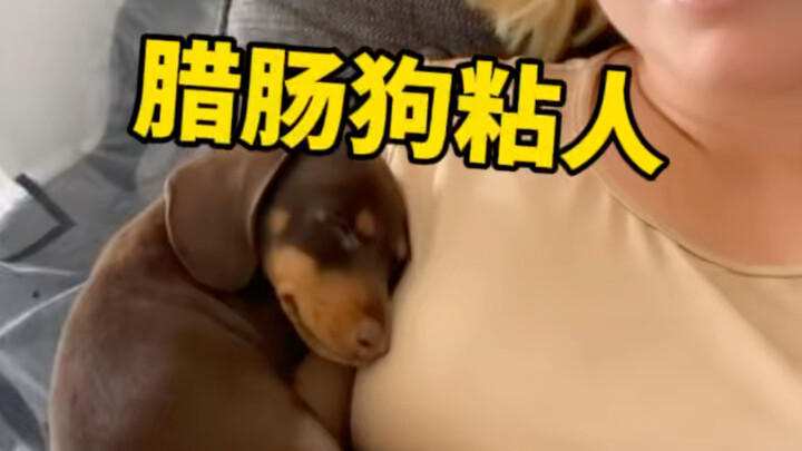 How clingy are dachshunds, exactly?