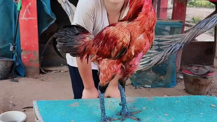 ซุ้มไก่แก้ว