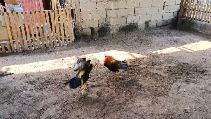 Sweater hatch vs. Sweater grey