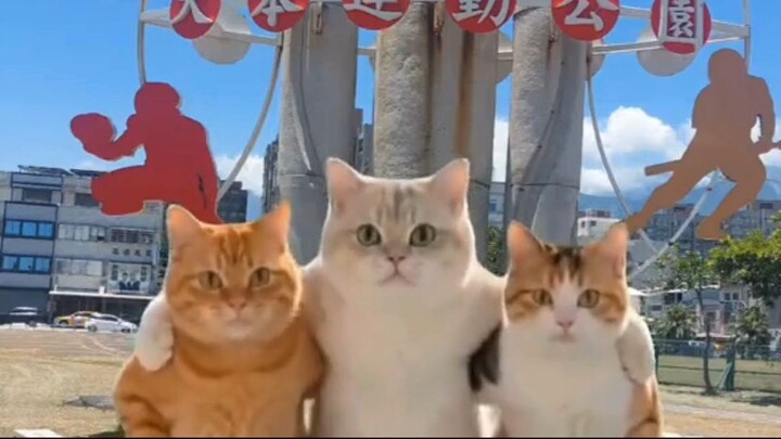 These 3 Cats Started Dancing… I Can’t Stop Watching!