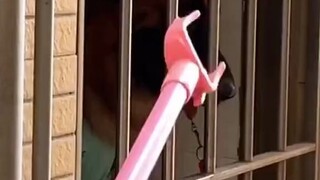 狗子：真是的，你又没让我开门