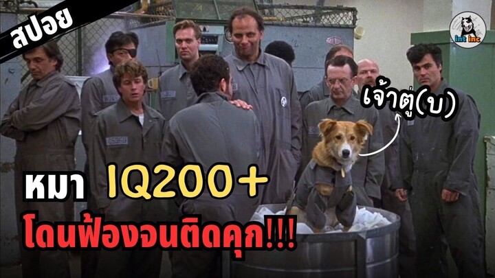 หมาฉลาด IQ200 สปอยหนัง เรื่อง บิงโก