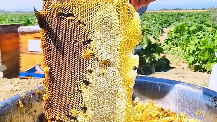 honey 🍯 farming