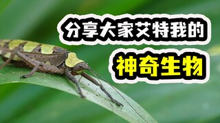 Are there mosquitoes in the snowy winter? Sharing the amazing creatures you've tagged me about