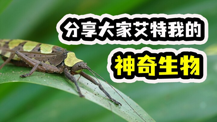 Apakah ada nyamuk di salju saat musim dingin? Mari berbagi makhluk ajaib yang kalian tag ke saya