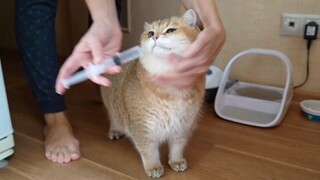 注 水 猪 ！