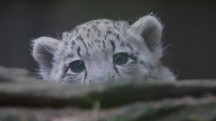 [Snow Leopard Cub] A Feast for the Eyes