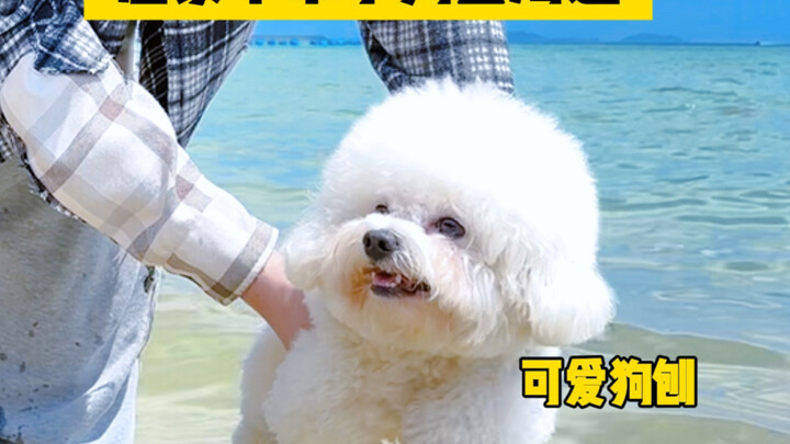 ในจินตนาการ VS ความเป็นจริงเมื่อพาสุนัขไปทะเล