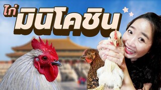 สมาชิกไก่ มินิโคชิน Ep.189