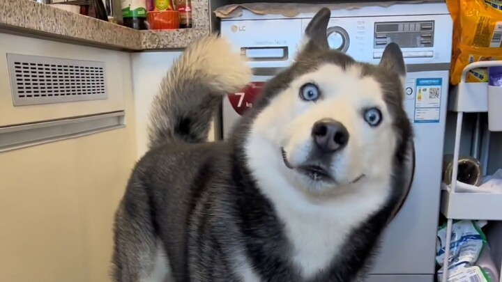 سمعت أنك تفكر في تربية كلب هاسكي؟