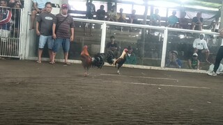 SM Sto Domungo (Win)