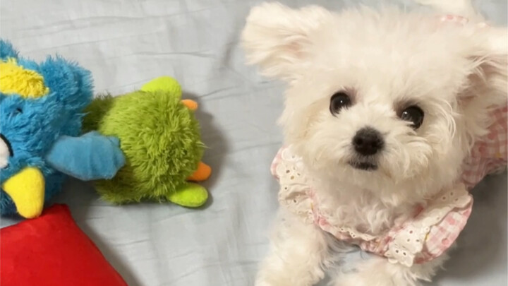 Excuse me, Tuanzi, are you treasure-hunting on my bed?