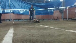 superbotong