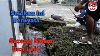 Selokan Perumahan Ternyata Sarang Ikan Nilem, Bonusnya Ikan Lele.. Mantap Broo