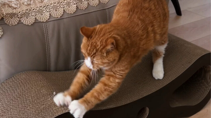 Kucing tua berusia dua puluh tahun turun dari sofa