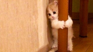 Cute and funny baby cat playing with mouse doll _ Cute Cats