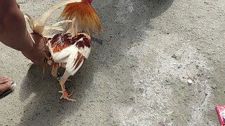 Talo mga lods