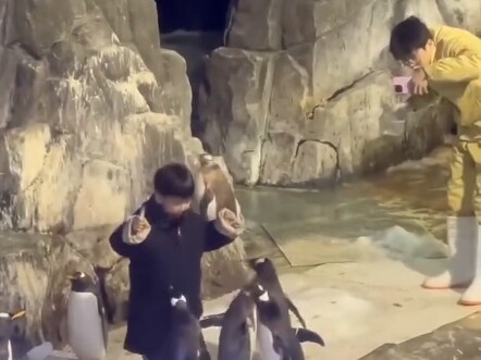 Bocah laki-laki kecil mencoba memberi makan penguin dari jarak dekat, siapa sangka detik berikutnya 