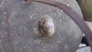 Mouse: I will never eat so much in my next life