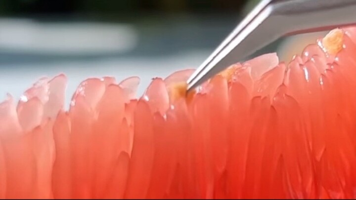 柚子, 吃货 , 猫 , 可爱的, grapefruit - 奢华 - luxury - cute at videos - 居.net