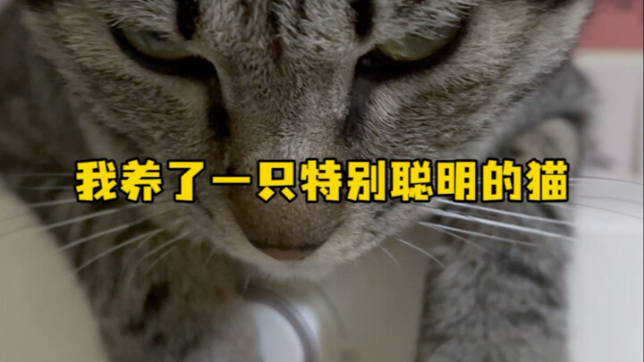 有时候觉得猫蠢一点其实挺好的