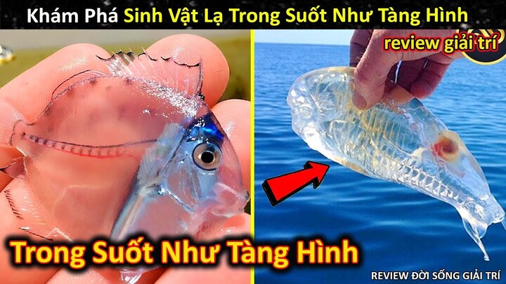 Khám Phá Những Sinh Vật Lạ Có Cơ Thể Trong Suốt Như Tàng Hình || Review Giải Trí Đời Sống