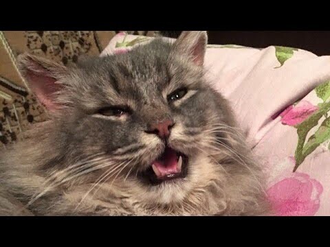 😂 Funniest Cats and Dogs Videos 😺🐶 || 🥰😹 Hilarious Animal Compilation №422