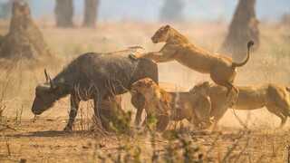 Lion King Hunt The Buffalo Animals Fighting 4K Africa