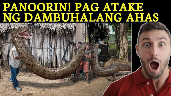 DAMBUHALANG AHAS UMATAKE | NAKAKATAKOT NA ANIMAL ATTACKS