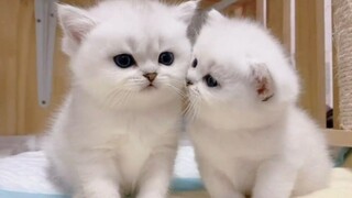 "Ini... ini terlalu imut ya!!"