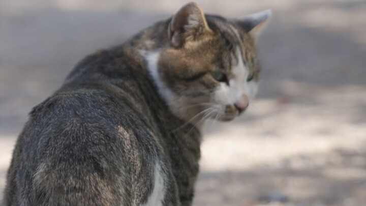 A stray cat showed up at my door, ate my food, and even fought with my cat!
