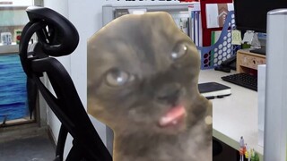 [Cat Meme] Suatu hari ketika seorang pekerja magang pasca tahun 00-an bergabung dengan industri medi