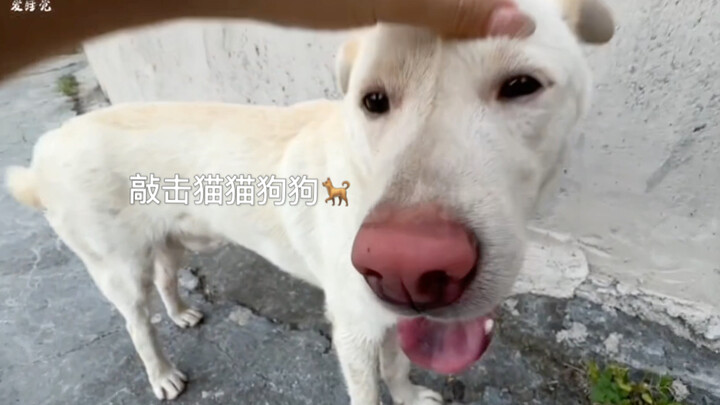 【声控助眠】敲击小动物合集