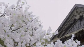 Một cặp đôi hoàn hảo cho một cuộc hôn nhân sai lầm (Zhan mưu mô x Xian hư hỏng) Wangxian ABO tình yê