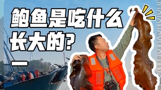 Visiting the abalone breeding base in Dongshan Island, Fujian, just in time for the abalone feeding