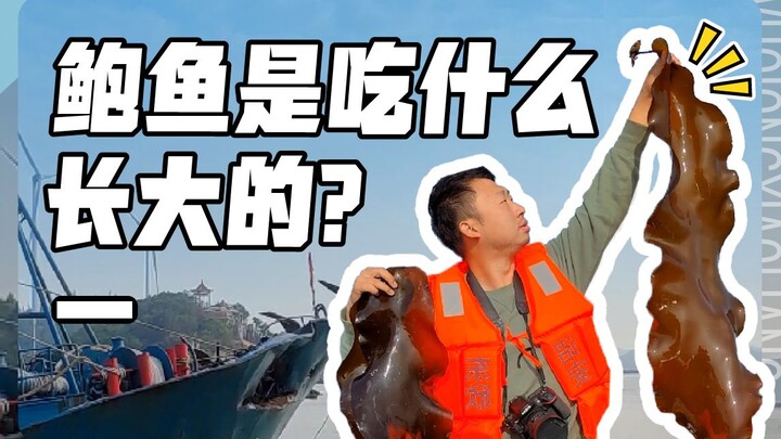 Visiting the abalone breeding base in Dongshan Island, Fujian, just in time for the abalone feeding