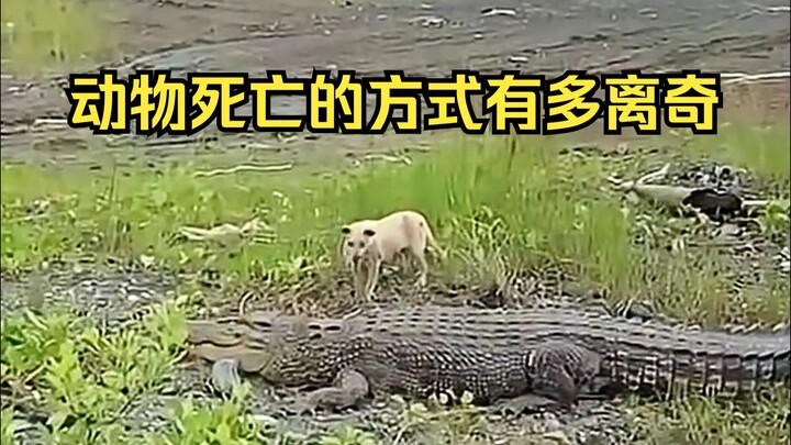 تحديد أسباب الوفاة الغريبة للحيوانات 18