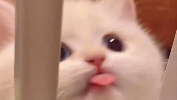 Ngất luôn, đáng yêu quá đi mất