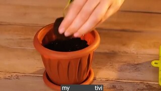 cỏ hoa lá rừng p2 #mytivi