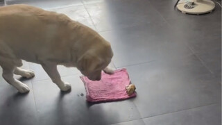 เมื่อเจ้าตูบมอบกระดูกชิ้นหนึ่งให้คุณ